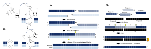 sgRNA Synthesis Using Splinted Ligation